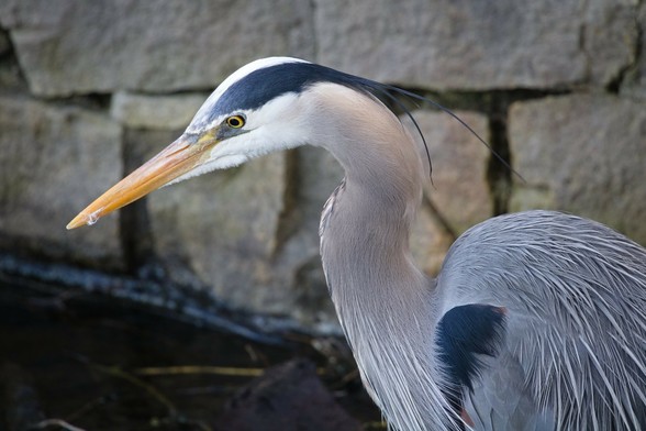 A close up look at a great blue heron, with a stone wall in the background.