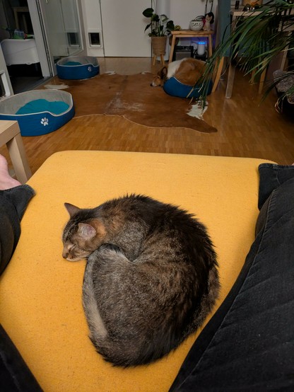 A grey tabby one-eyed cat on a yellow blanket with a sable Rough Collie in the background curled up in a barely big enough pet bed