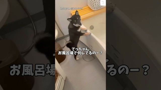 何してるの⁉️お風呂場いた黒柴の子犬が可愛すぎる💕　#黒柴　#柴犬　#子犬　#かわいい犬 #かわいい
