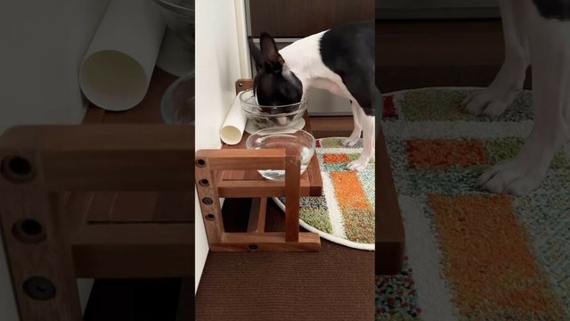 おはよう！メルの朝ごはん #ボストンテリア #ボステリ #bostonterrier