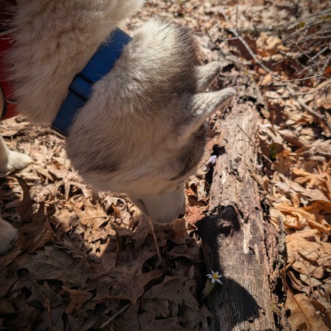 Siberian husky Zeena sniffs at a decayed log half-buried in dried leaves on a forest floor, with a tiny flower with 8 long white petals and a cluster of yellow stamen in the middle, with a roundish leaf wrapped around the stem, growing up along the log.
