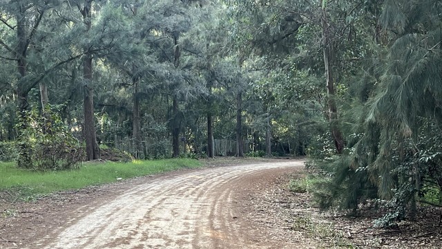 Un camino de piedras que gira en el medio de un bosque