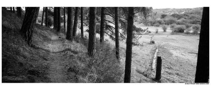Black and white panorama photograph of a sandy path leading along the side of a dune with a stand of pine trees growing on it. The dune slopes away to the right where a fallen pine can be seen in a more open area of grass and a another pathway in the distance