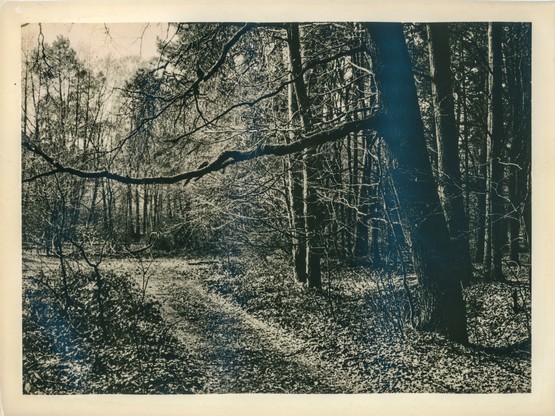 This image shows a forest scene captured with a vintage, artistic feel. The path winds through a dense woodland area, surrounded by tall trees with bare branches, suggesting early spring. The photograph has a high-contrast, grainy texture and a slightly warm tone typical of lith printing, a darkroom technique that emphasizes deep shadows and soft highlights. The borders of the photo are slightly uneven, adding to its handcrafted, analog aesthetic. The overall atmosphere is moody and timeless, evoking a sense of solitude and stillness in nature
