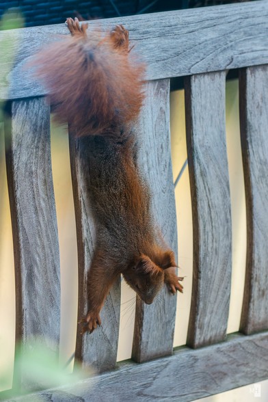 Ein kleines Eichhörnchen hängt mit den Hinterpfoten an einer Lehne und macht sich gaaaaanz lang.
