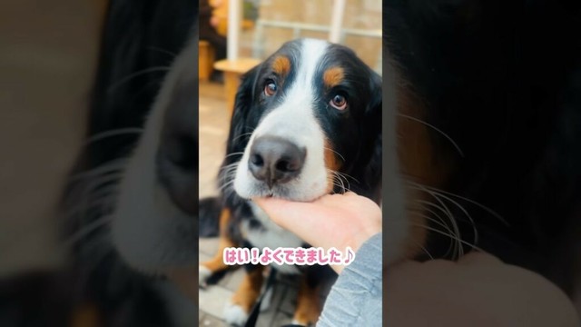 特技の"お手"と"アゴ"を披露したバーニーズ🐾
