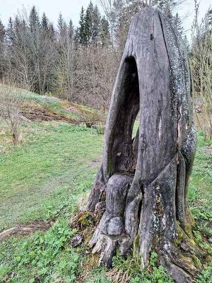 An old grey partial tree trunk hollowed out to form a seat, surrounded by grass and forest on a cool, cloudy spring day