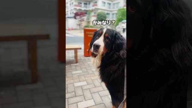 まったりタイム終了！雷の音でおうちに向かうバーニーズ🐾