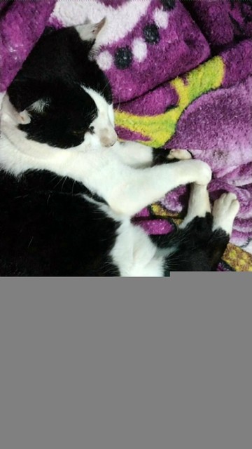 A black-and-white cat lies on its side atop a plush purple blanket adorned with white polka dots and vibrant yellow-green accents. Its front paws stretch forward in a relaxed pose, while its hind legs bend slightly, showcasing its fluffy underbelly partially. The blanket’s texture appears soft and fuzzy, with a partially visible word at the bottom right corner of the frame.  

🇧🇷🇵🇹 Meme, o gato preto e branco, está deitado de lado sobre um cobertor roxo macio, decorado com bolinhas brancas e detalhes em amarelo-verde vibrante. Suas patas dianteiras se estendem para frente em uma posição descontraída, enquanto as traseiras estão levemente dobradas, revelando parcialmente sua barriga peluda. A textura do cobertor parece fofa e aconchegante, com uma palavra parcialmente visível no canto inferior direito da imagem.