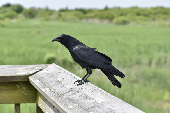 An all-black fish crow perches on the wooden rail of a deck, facing left, showing off its glossy plumage and sharp talons, against an intentionally blurred background of green beach marsh grasses and foliage.