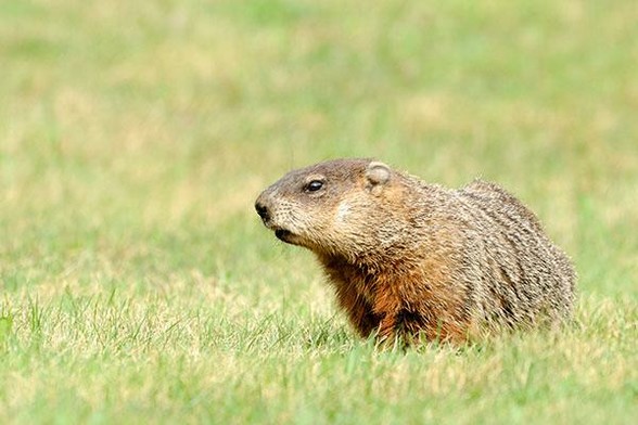 The head of the Woodchuck is in the middle of the photo
The Woodchuck is looking to the left and surrounded by grass.