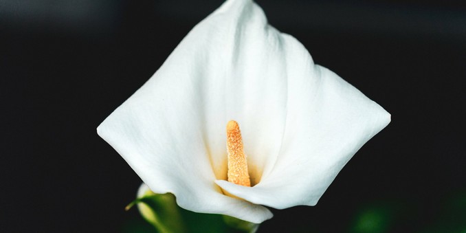 This image shows a white calla lily flower with a yellow spadix at the center. The petals are smooth and have a soft, elegant shape.