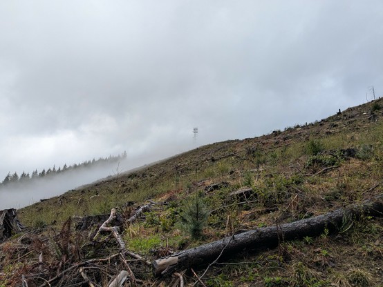 A mountain slope in a clear cut forest. A radio tower in the background, partially obscured by fog. Coniferous trees further away behind the fog.