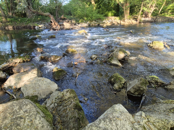 The picture shows the Rur, a river flowing through a natural landscape. The river is lined with large rocks, partly covered with moss, which lie in the water and break up the water into small whirlpools and waves. The rocks vary in size and have a rough, natural texture. Trees and dense forest can be seen in the background, surrounding the stream and creating a calm, natural environment. The water is clear and ripples over the rocks, indicating a strong current. The sun shines through the trees and casts shadows on the stream and the rocks.