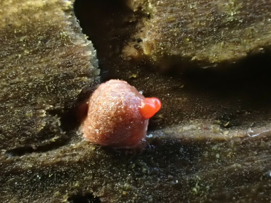 A tiny red blob on dead wood with some red ooze coming out.