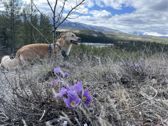 Purple pulsatilla flowers in the foreground, a majestic husky/corgi smiling behind them, and snow covered peaks in the background. A glorious spring day near the Takhini river.