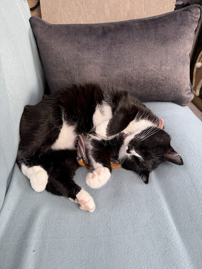 As tuxedo cat curled up asleep