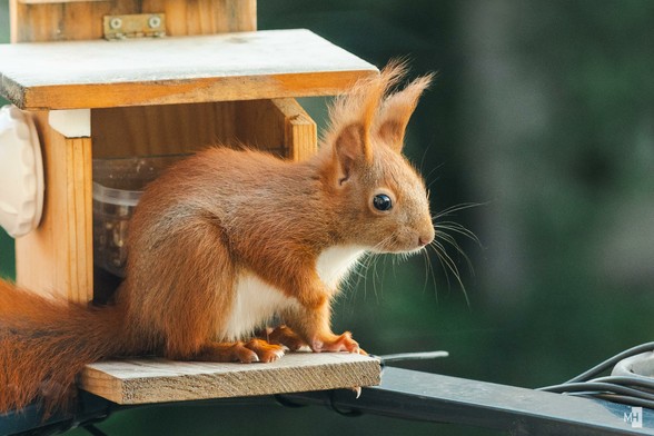 Ein kleines Eichhörnchen sitzt vor einem Futterhaus. Es hat die recht Vorderpfote bis auf Brusthöhe gehoben, was sehr süß ausschaut.