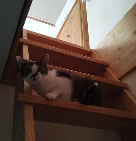 Der Kater Sammy liegt auf einer Holztreppe und blickt neugierig