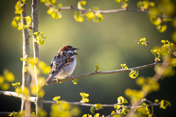 A small brown and white sparrow sits on a thin branch. Fresh yellow-green leaves grow around it. The background is soft and green. The bird is singing.