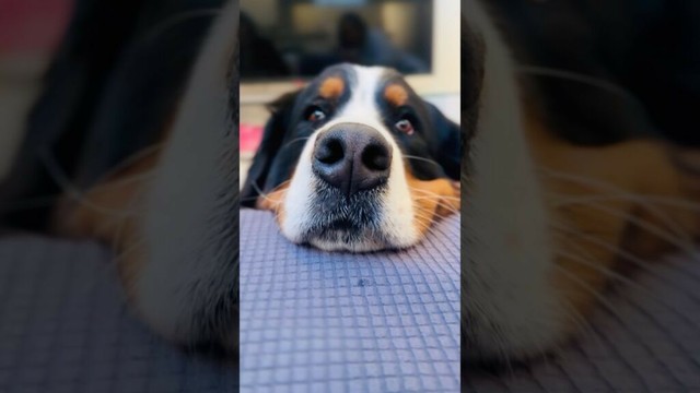 キュンとしてしまう…アゴを乗せてアピールするバーニーズ🐾