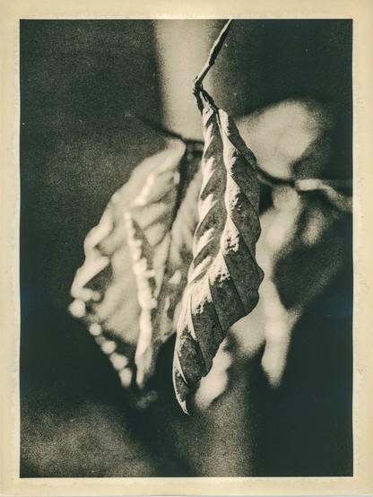 This image depicts a close-up of two dried, curled leaves still attached to a thin branch. The photograph has a soft, painterly quality with deep shadows and glowing highlights, characteristic of a lith print made in a darkroom. The background is blurred, creating a strong focus on the texture and form of the leaves. The overall tone is warm with a vintage, timeless feel, enhanced by the high contrast and the visible grain typical of lith printing techniques. The edges of the photograph show slight signs of developer artifacts, adding to its handcrafted aesthetic.