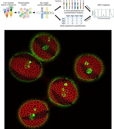 Top: Diagram of snRNA-seq analysis pipeline. Heterozygous Arabidopsis F1 plants were generated by crossing Col-0 to five different accessions. Pollen was collected from these five F1 plants and pooled, before nuclei isolation, barcoding, and cDNA synthesis using the 10x snRNA-seq protocol. After sequencing, nuclei from the five genotypes were demultiplexed, and meiotic recombination events were predicted. Gene expression and recombination patterns were then compared to identify eQTLs. Figure created using BioRender. Bottom: Fluorescent microscopy image of Arabidopsis thaliana pollen.
