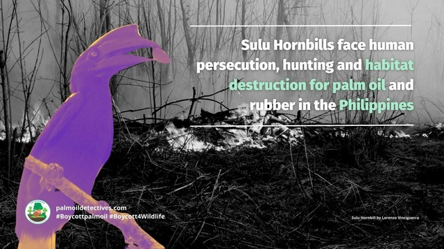 The rarest black beauty of them all is the critically endangered Sulu #Hornbill 🦜🕊️😻 native to The #Philippines 🇵🇭. These intelligent birds deserve to bec protected, use your wallet and #Boycottpalmoil #Boycott4Wildlife 🌴🩸☠️🤢🔥🚫 @palmoildetect https://palmoildetectives.com/2024/02/11/sulu-hornbill-anthracoceros-montani/?utm_source=mastodon&utm_medium=Palm+Oil+Detectives&utm_campaign=publer