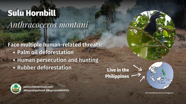 The rarest black beauty of them all is the critically endangered Sulu #Hornbill 🦜🕊️😻 native to The #Philippines 🇵🇭. These intelligent birds deserve to bec protected, use your wallet and #Boycottpalmoil #Boycott4Wildlife 🌴🩸☠️🤢🔥🚫 @palmoildetect https://palmoildetectives.com/2024/02/11/sulu-hornbill-anthracoceros-montani/?utm_source=mastodon&utm_medium=Palm+Oil+Detectives&utm_campaign=publer