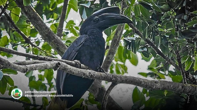 The rarest black beauty of them all is the critically endangered Sulu #Hornbill 🦜🕊️😻 native to The #Philippines 🇵🇭. These intelligent birds deserve to bec protected, use your wallet and #Boycottpalmoil #Boycott4Wildlife 🌴🩸☠️🤢🔥🚫 @palmoildetect https://palmoildetectives.com/2024/02/11/sulu-hornbill-anthracoceros-montani/?utm_source=mastodon&utm_medium=Palm+Oil+Detectives&utm_campaign=publer