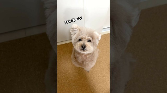 ボサボサ卒業の日🐶 #犬 #トイプードル #かわいい #トイプードルの虎太郎三桜 #癒し #といぷーどる #こたみお