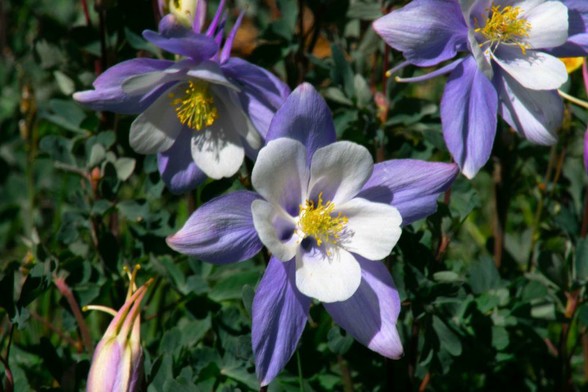 Vibrant purple and white columbine flowers blooming against green foliage in the Colorado mountains.