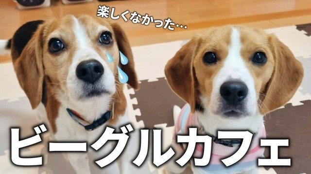 【悲報】ビーグルカフェが大嫌いな看板犬の様子がこちら…