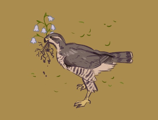 A painting of a peregrine falcon standing on the ground, holding a Lily of the Valley flower, roots exposed.