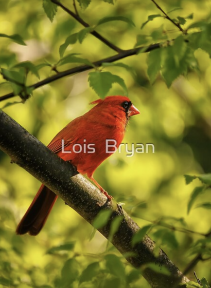 A late but happy thanks to my 3/23 #RedBubble client from the United States for their purchase of a long-sleeved t-shirt of "Watching The Sun Set."  I hope you enjoy it for many years to come!!

https://www.redbubble.com/shop/ap/10314293?ref=studio-promote

#art #giftideas #tshirts #LoisBryan #birds #cardinals #nature