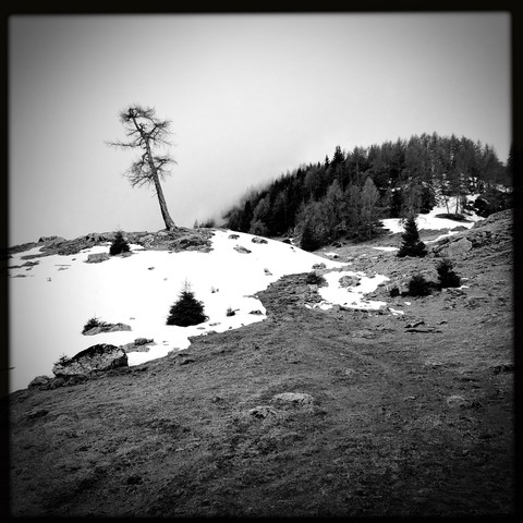 Un albero solitario su di una collina coperta dalla neve. Il lontananza gli alberi del bosco e le nuvole di pioggia