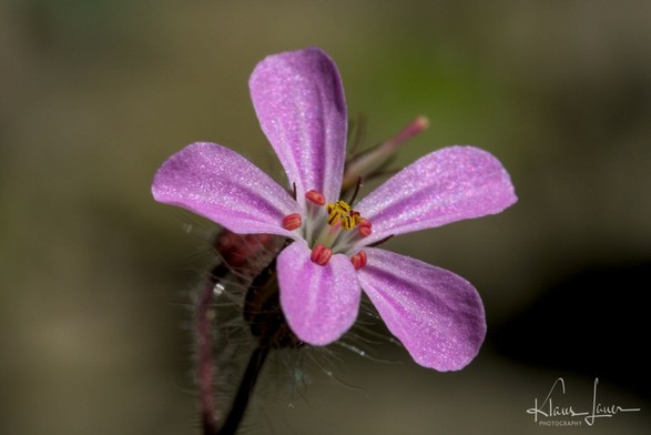 Das Foto zeigt die Blüte eines stinkenden Storchenschnabels in Nahaufnahme.