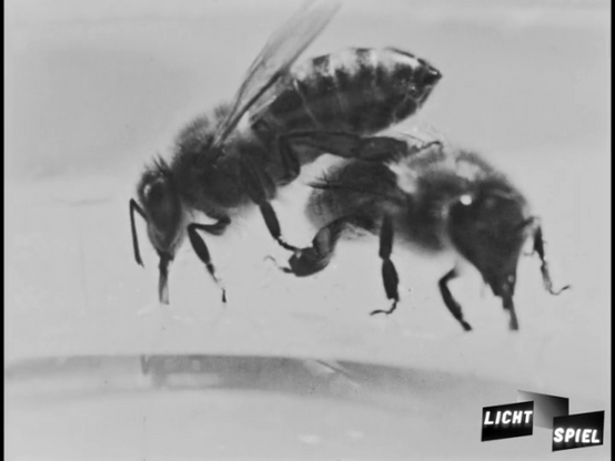 zwei Honigbienen kreuzen sich beim Fliegen