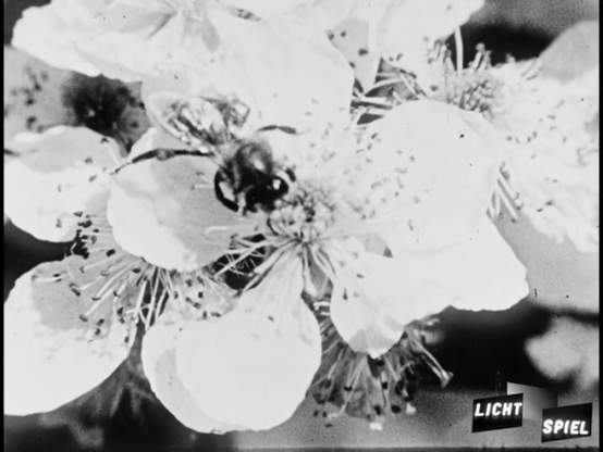Honigbeinen auf einer Blüte am Nektar sammeln