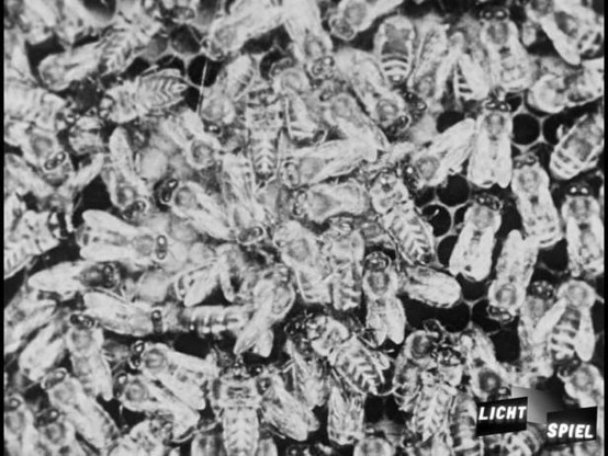 Ein Bienenvolk füllt seine Waben