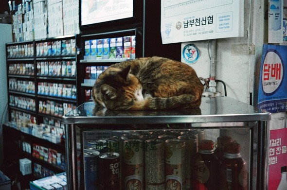 가게 안 온장고 위에 삼색고양이 '복순'이 돌돌 몸을 만 자세로 자고 있다.