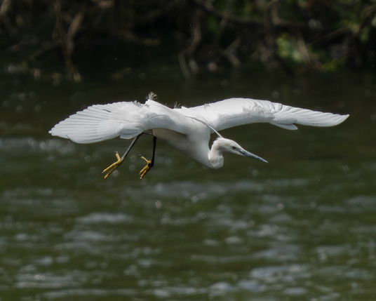 Flying little egret