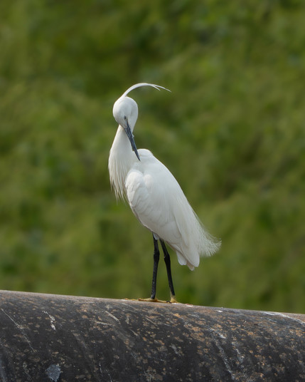 Little egret preening.