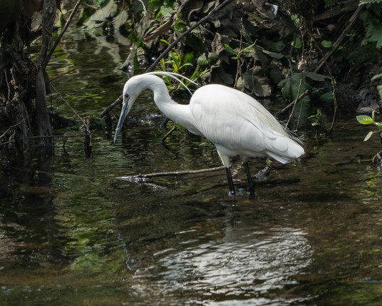 Little egret hunting