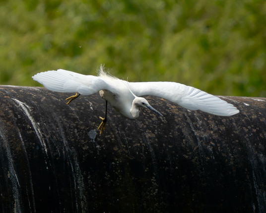 Little egret taking off