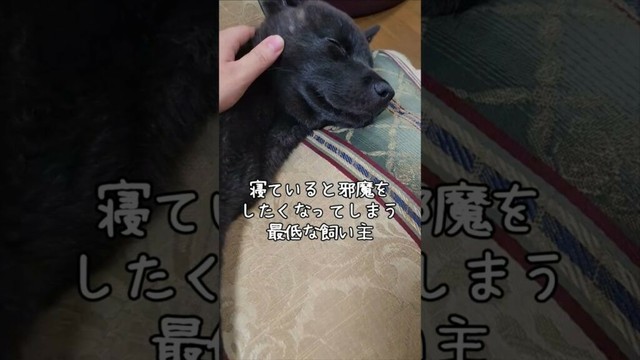 【甲斐犬】寝ている犬には絶対に手を出すな！　#shorts #甲斐犬 #子犬 #犬 #日本犬  #卜伝 #ぼくでん