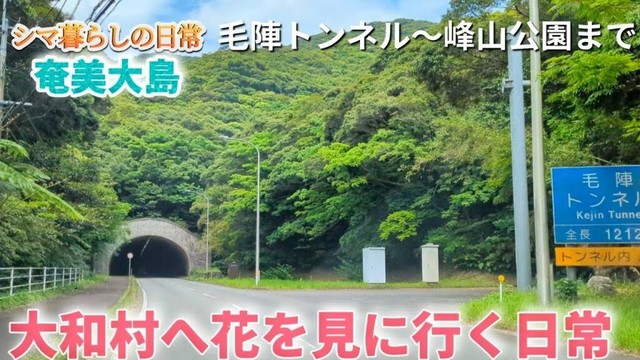 【奄美大島】離島　大和村のツツジと百合を見に行く日常　県道79号線　(大棚〜大金久、大和村の海とヤギ、峰山公園のツツジ)　撮影2025年4月