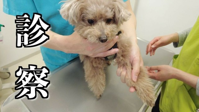 愛犬の様子がおかしかったので動物で診察してもらいました【トイプードル】