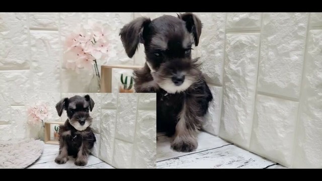 ペットショップ 犬の家 岡山店 「ミニチュアシュナウザー」「186325」