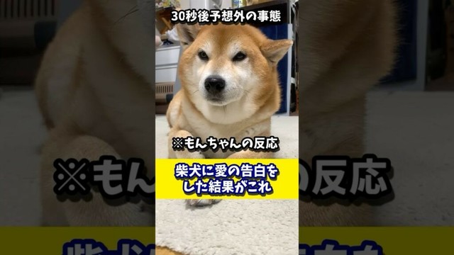 父から愛の告白を受けた柴犬の反応は！？ #shibadog #柴犬 #sibainu  #犬のいる生活 #shorts